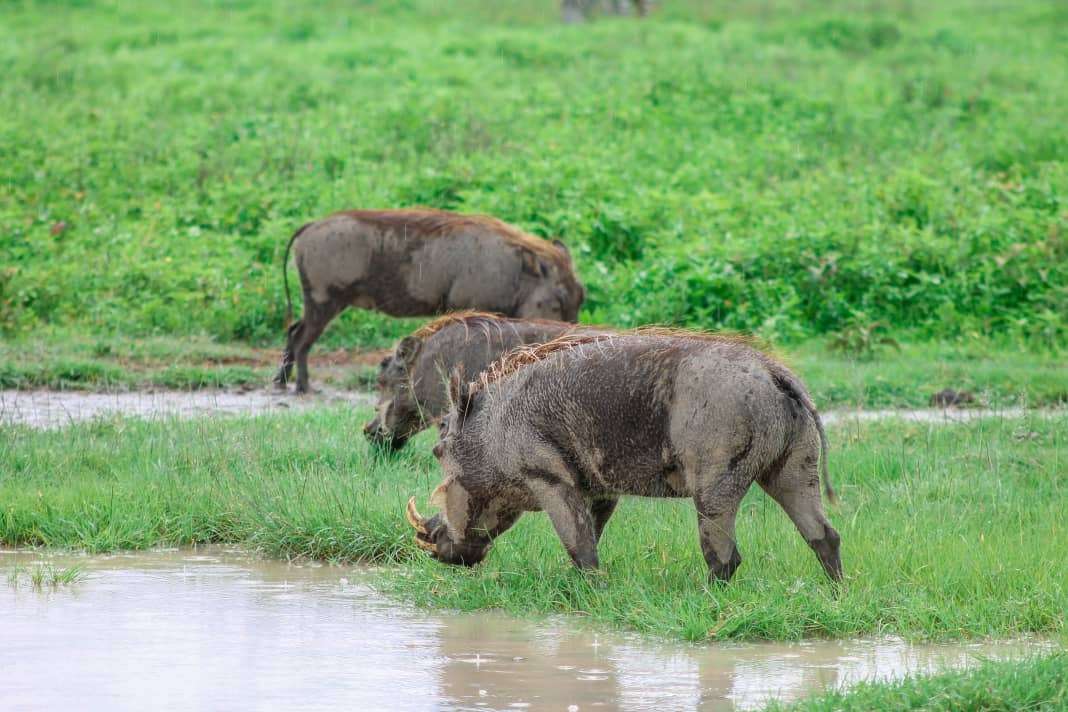 Tarangire National Park