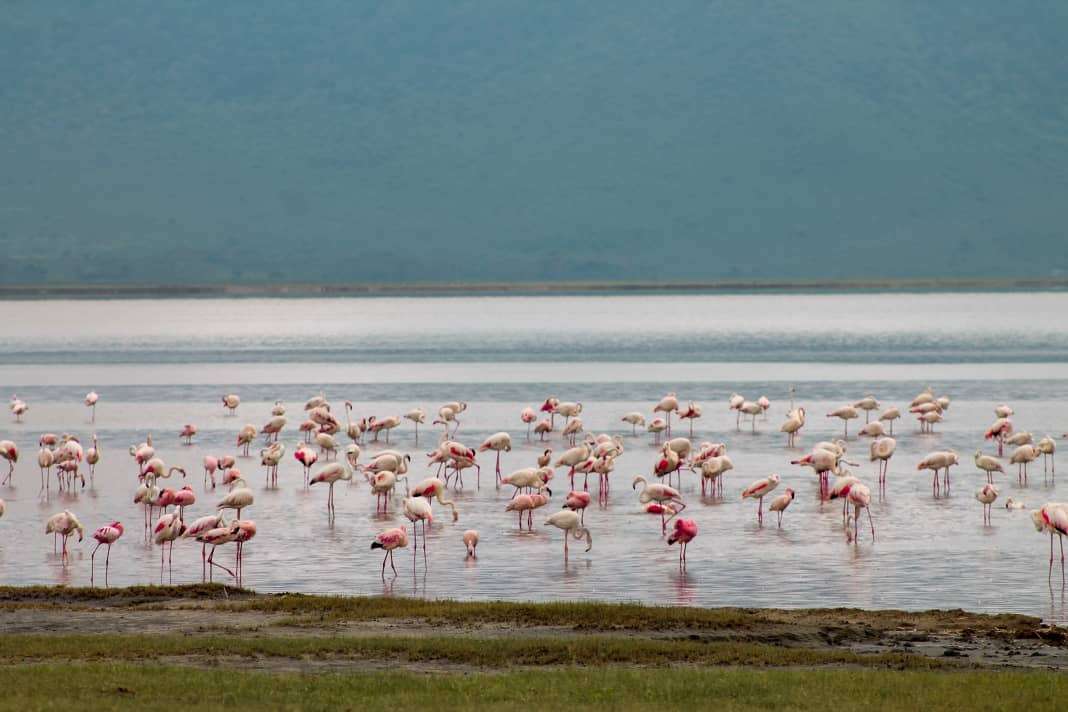 Lake Manyara National Park