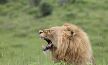 3 Days Safari in National Parks: Tarangire, Lake Manyara and Ngorongoro