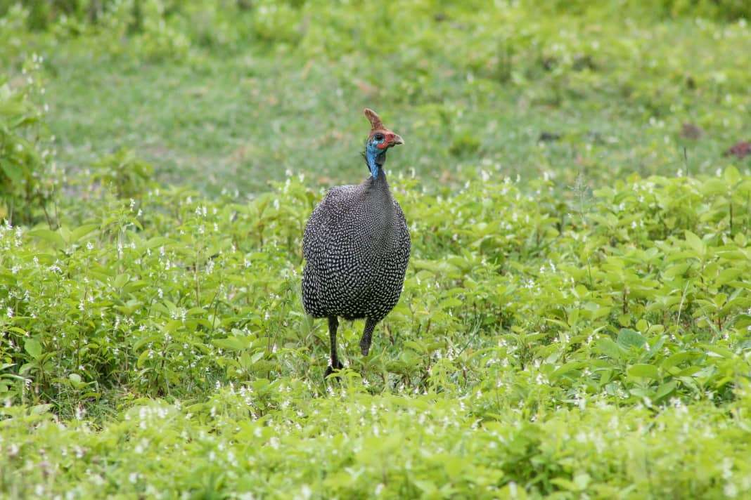 Arusha National Park