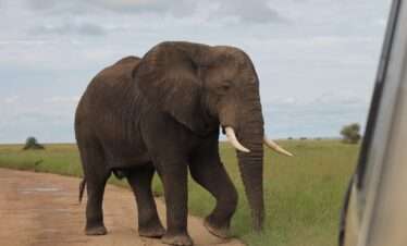 6 Days Safari in national parks: Tarangire, Lake Manyara, Ngorongoro Crater and Serengeti