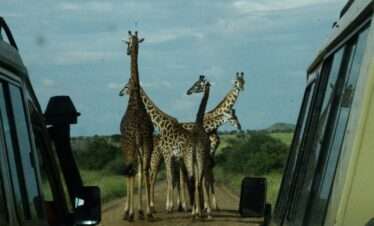 4 Days Safari in National Parks: Ngorongoro Crater and Serengeti