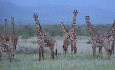 Mkomazi National Park Day Tour With Rhino Viewing