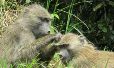 Arusha National Park Day Tour