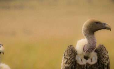 Lake Manyara Day Tour