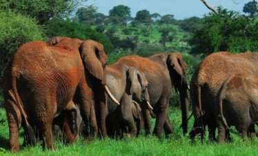 Tarangire National Park Day Tour